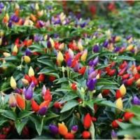 ราคา พริกสีรุ้งถูกที่สุด 10บ.เมล็ดพันธุ์พริกสีรุ้ง 10 เมล็ด พริก 7 สี โตไว พุ่มใหญ่ ปลูกประดับสวยมาก (20379295212)
