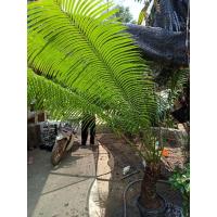 ราคา ต้นปรงป่าส่งแบบถอดกระถางและตัดใบ (20796432711)