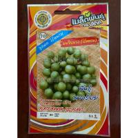 ราคา เมล็ดมะเขือพวง 10 แถม 1 มะเขือพวงไร้หนาม พันธุ์พวงร้อย plate brush eggplant เมล็ดพันธุ์ผัก (17469388117)