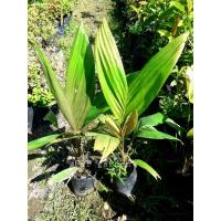 ราคา ต้นสละอินโดสายน้ำผึ้ง เนื้อหวาน กรอบไม่ติดเมล็ด แตกต่างจากสละสายพันธุ์ทั่วไป (6280418266)