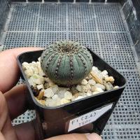 ราคา เฟรเลีย (Frailea castanea) (14511091207)