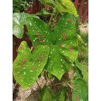 ราคา บอนสีสาวน้อยประแป้ง ราชีใบไม้ (13908815565)