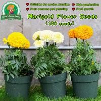 ราคา คุณภาพดี 150 เมล็ด ดอกดาวเรือง Multi-Petals Marigold Flower Seeds for Planting Marigold Flower Plant Seed Giant Marigold (42273352872)