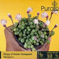 ราคา ต้นกุหลาบหิน สร้อยไข่มุกด่าง String of Pearls Variegated #Senecio #Variegated #ไม้อวบน้ำ #Succulent (7571918260)