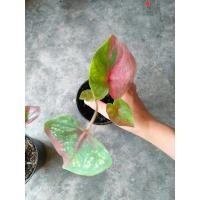 ราคา นางไหม มี 2 ต้น สัสวย (12618624992)