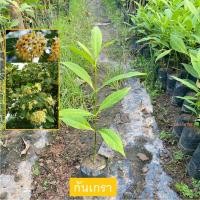 ราคา กันเกรา ต้นกันเกรา มันปลา ขนาดถุงเพาะชำ ไม้ยืนต้น ปลูกร่มเงามีดอกหอม Fagraea fragrans (รับประกันสินค้า) (24319037888)