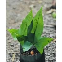 ราคา ราชินีเฟิร์น - เฟิร์นก้านดำใบองุ่นหรือก้านดำ (10118036157)