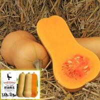 ราคา เมล็ดฟักทองบัตเตอร์นัท สควอช สายพันธุ์ F1 / OP Butternut Squash (6168496879)