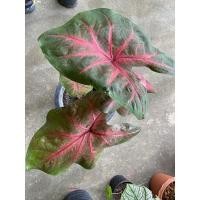 ราคา บอนสีเงาะป่าถอดรูป (9495475159)