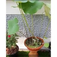 ราคา ชุดอ่างพร้อมฐาน12 นิ้ว อ่างบัว อ่างเลี้ยงปลา (25451025373)