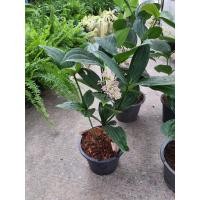 ราคา ต้นไข่มุกอันดามัน สูง 60-70ซม.ในกระถาง10นิ้ว (15409881777)