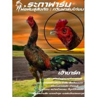 ราคา เจ้าชาร์ค ไข่ไก่ชนพม่า เบอร์แข้งสายเลือดเจ้าชาร์ค ชุดพิเศษ รับประกันแท้% (29502245350)