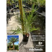 ราคา ต้นอินทผลัม อินทผลัมประดับ ปาล์มอินทผาลัม Phoenix dactylifera L. พร้อมปลูก (42724326379)