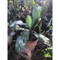 ราคา เศรษฐีวิลสันด่าง ต้นไม้มงคล (9838905485)