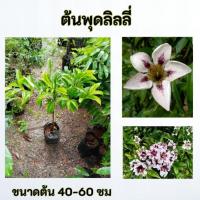 ราคา ต้นพุดลิลลี่ พุดลิลลี่ พุดโกเมน (29392355592)