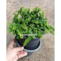 ราคา ต้นม่วงเจริญ หรือ หลินซานใบจิ๋ว (กระถางพลาสติก) (8303315200)