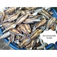 ราคา ปลากระบอกแห้ง ปลาดุกร้า ปลาเส้น ปลาเขือ ดั้งเดิม ของแท้ ปากพนัง นครศรีฯ (24417235150)