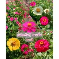ราคา เมล็ดพันธุ์บานชื่น ดอกบานชื่น บานชื่น [คละทุกสี 100 เมล็ด] (22525032195)