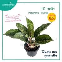 ราคา 10 กะรัต กระถาง 8 นิ้ว ไม้มงคล ไม้ฟอกอากาศ (43810246996)