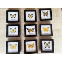 ราคา รายละเอียดสินค้า ผีเสื้อสต๊าฟ แมลงสต๊าฟ งานไอเดีย แมลงเพื่อการศึกษา กรอบไม้ กล่องแมลง ของแต่งบ้าน ของสะสม รับผลิต (23836398793)