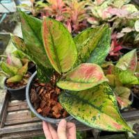 ราคา ต้นเฮง เฮง เฮง กระถางไซส์ 5.5-6 นิ้ว แพคส่งพร้อมกระถางตั้งเลี้ยง ไม้ฟอกอากาศ ไม้มงคล (29155553604)