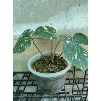 ราคา มอนสเตอร่า ไทคอน ไม้ฟอกอากาศ Monstera Thai Constellation (13454462737)