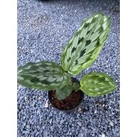 ราคา ว่านนกคุ้ม หรือว่านนกคุ่ม ว่านมงคล ว่านหายากราคาถูกจัดส่งพร้อมกระถาง 4 นิ้ว (3062042169)