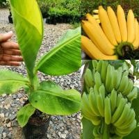 ราคา ต้นกล้วยหอมทอง หน่อกล้วยหอมทอง ลูกใหญ่ พันธุ์เพชรบุรีแท้ เนื้อแน่น ปลูกง่าย ดูแลง่าย (44306527294)