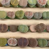 ราคา ไลทอปมิกซ์ ไลทอปคละสายพันธุ์ ไลทอปสำหรับมือใหม่ Lithops mix (18916304225)