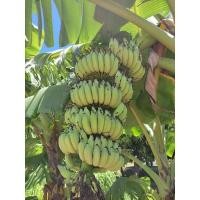 ราคา หน่อกล้วยน้ำว้า เครือใหญ่ ลูกดก หน่อละ 35 บาท (14423457469)