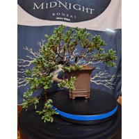 ราคา บอนไซสนเลื้อยจูนิเปอร์ทรงตกกระถาง กระถางดินเผา (43768564179)