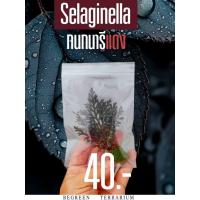 ราคา ต้นกนกนารีแดง ต้นเพิร์นกนกนารีแดงSelaginella erythropus (Mart.) Spring (19086697638)