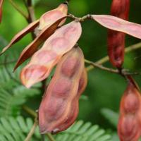 ราคา 20 เมล็ด เมล็ดพันธุ์ นนทรีป่า ต้นอะราง ต้นอินทรี อะราง ร้าง อะล้าง คางรุ้ง จ๊าขาม (8503315914)