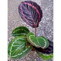 ราคา ต้นคล้านกยูง​แดง ใบทรูโทน ม่วงเขียว (11364375314)