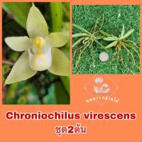 ราคา กล้วยไม้จิ๋วหายาก Chroniochilus virescens ❤️ดอกบ่อย ชุด2ต้น❤️ (22159569563)