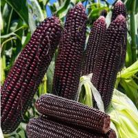 ราคา เมล็ดข้าวโพดข้าวเหนียวสีม่วง 10เมล็ด Black Corn Seed Organic Vegetable Seeds for Planting ข้าวโพดดำ เมล็ดพันธุ์ผัก (48050489948)