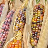 ราคา เมล็ดพันธุ์ข้าวโพดอัญมณีสีรุ้ง (35เมล็ด) (48153916707)