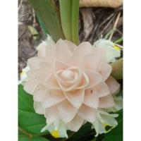 ราคา ว่านดอกทองมหาอุดม (ต้นปลูกและหัวว่าน) (10442119756)