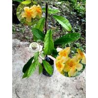 ราคา ต้นบานบุรีดอกหอม บานบุรีเลื้อยดอกหอม บานบุรีดอกหอม (24094949503)