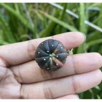 ราคา แอสโตรด่าง 2.1 cm ส่งแบบถอดกระถาง (7476863328)