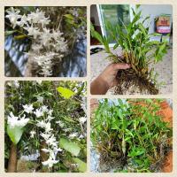 ราคา เอื้องมะลิ เป็นกล้วยไม้ป่าหายาก ชนิดดอกสีขาว ดอกจะมีกลิ่นหอมคะ (15595661643)