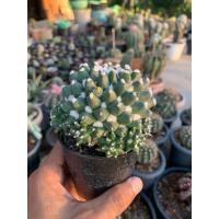 ราคา กระบองเพชร อิรุซามุ แมมอิรุซามุ แมมปุยหิมะ ต้นใหญ่ (21896356748)