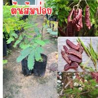 ราคา ต้นส้มป่อย4ต้น80.พร้อมส่ง (27428869675)