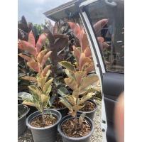 ราคา ยางอินเดียด่างขาว ด่างชมพู ยางอินเดียดำ โตแล้วสูงมาก #ยางอินเดียดำ #ยางอินเดียด่าง (11553419920)