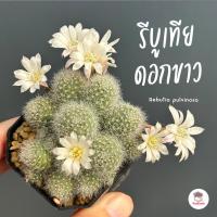 ราคา รีบูเทียดอกขาว Rebutia pulvinosa แคคตัส กระบองเพชร cactus&succulent (23700536099)