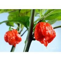 ราคา เมล็ด เพาะกล้า พริกแคโรไลน่ารีพเพอร์ Carolina Reaper เพาะพริก พริกที่เผ็ดที่สุดในโลก เพาะกล้าละ (20887978117)