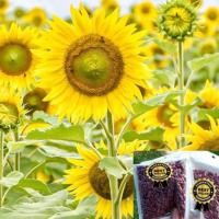 ราคา เมล็ดทานตะวัน ปลูกดูดอก ดอกใหญ่ ลำต้นสูง อัตราการงอกดี (1685800991)