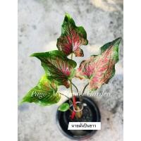 ราคา นายมั่นปืนยาว บอนสีบอนเก่า ตับพระร่วง มีให้เลือกจ้า (20016497165)