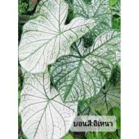 ราคา อิเหนาขาว บอนสีอิเหนา ขาวจั๊ว ขาวเต็มใบ น้องมีหัวแล้ว ส่งทั้งกระถาง (27561666379)