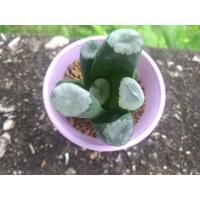 ราคา haworthia maughanii "mirror" (7247480389)